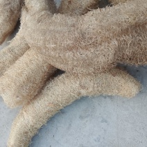 丝瓜络