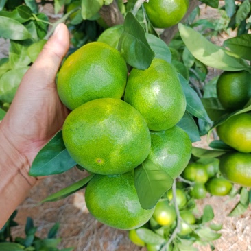 回龙圩特早密桔