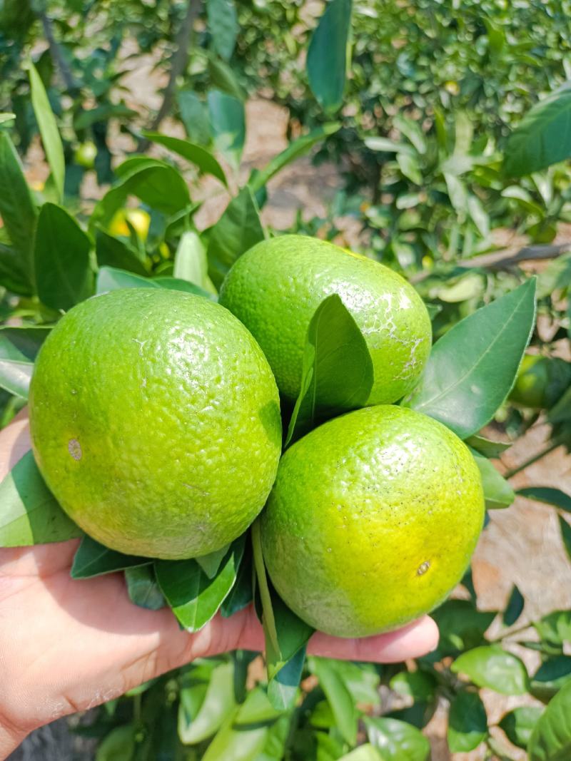 回龙圩特早密桔