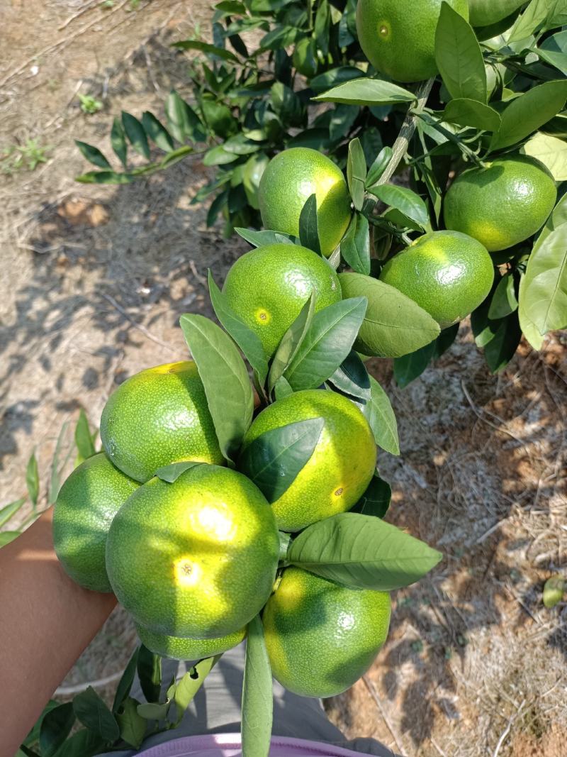 回龙圩特早密桔
