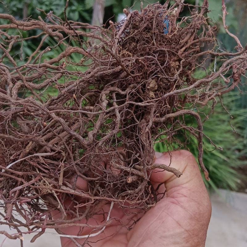 红茜草