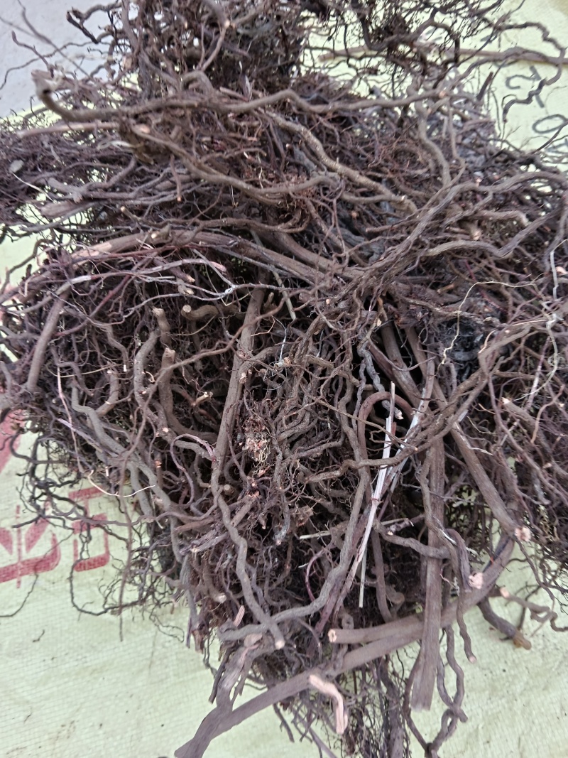 红茜草