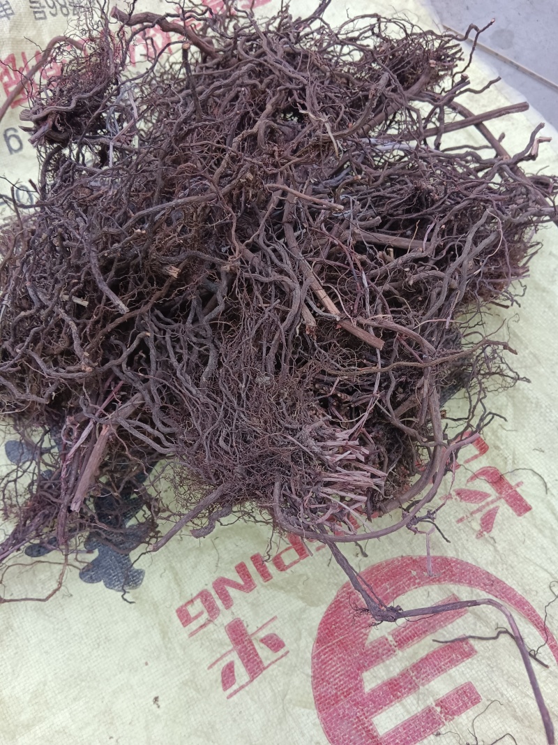 红茜草