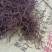 红茜草