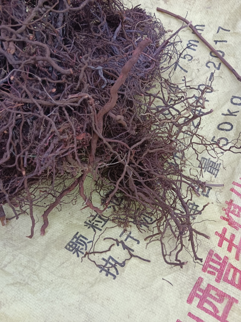 红茜草