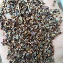 金鸡菊种子
