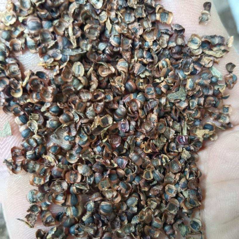 金鸡菊种子