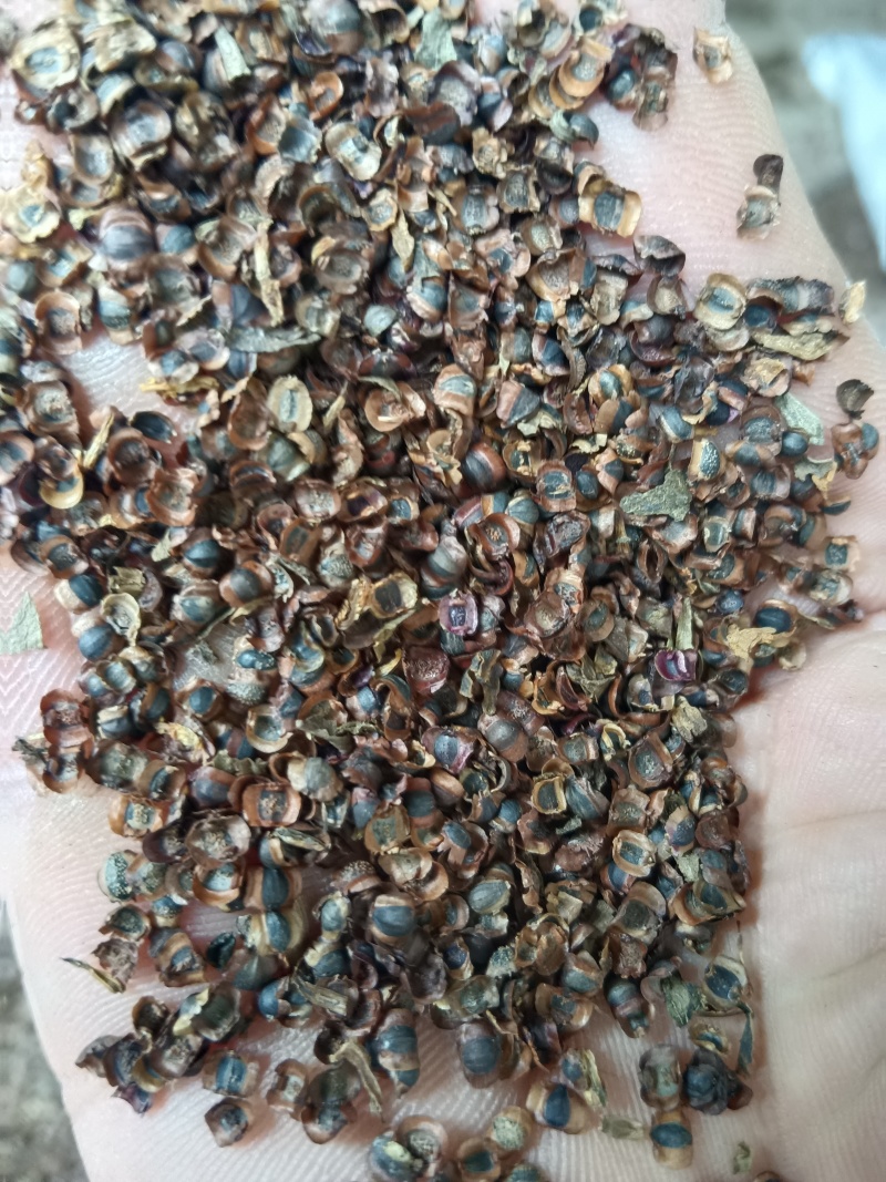 金鸡菊种子