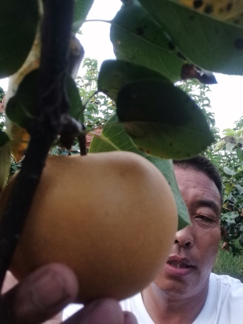 【现货】江苏徐州秋月梨自家果园现摘先发承接电商社区团购