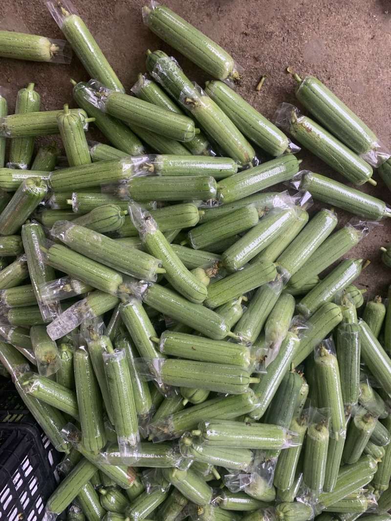 水瓜主产区大量上货，一手货源，欢迎老板来