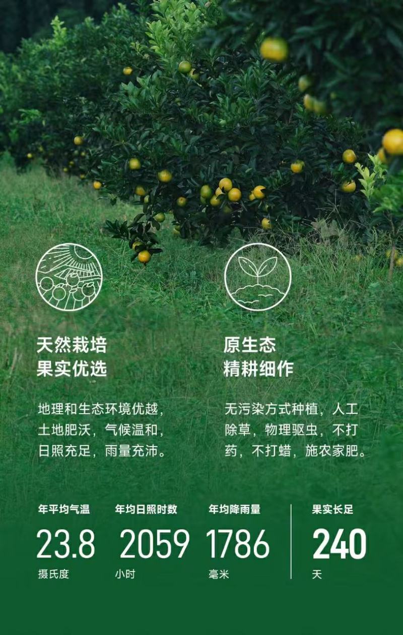 海南澄迈县福橙全国发货一手货源批发品质保证价格美丽