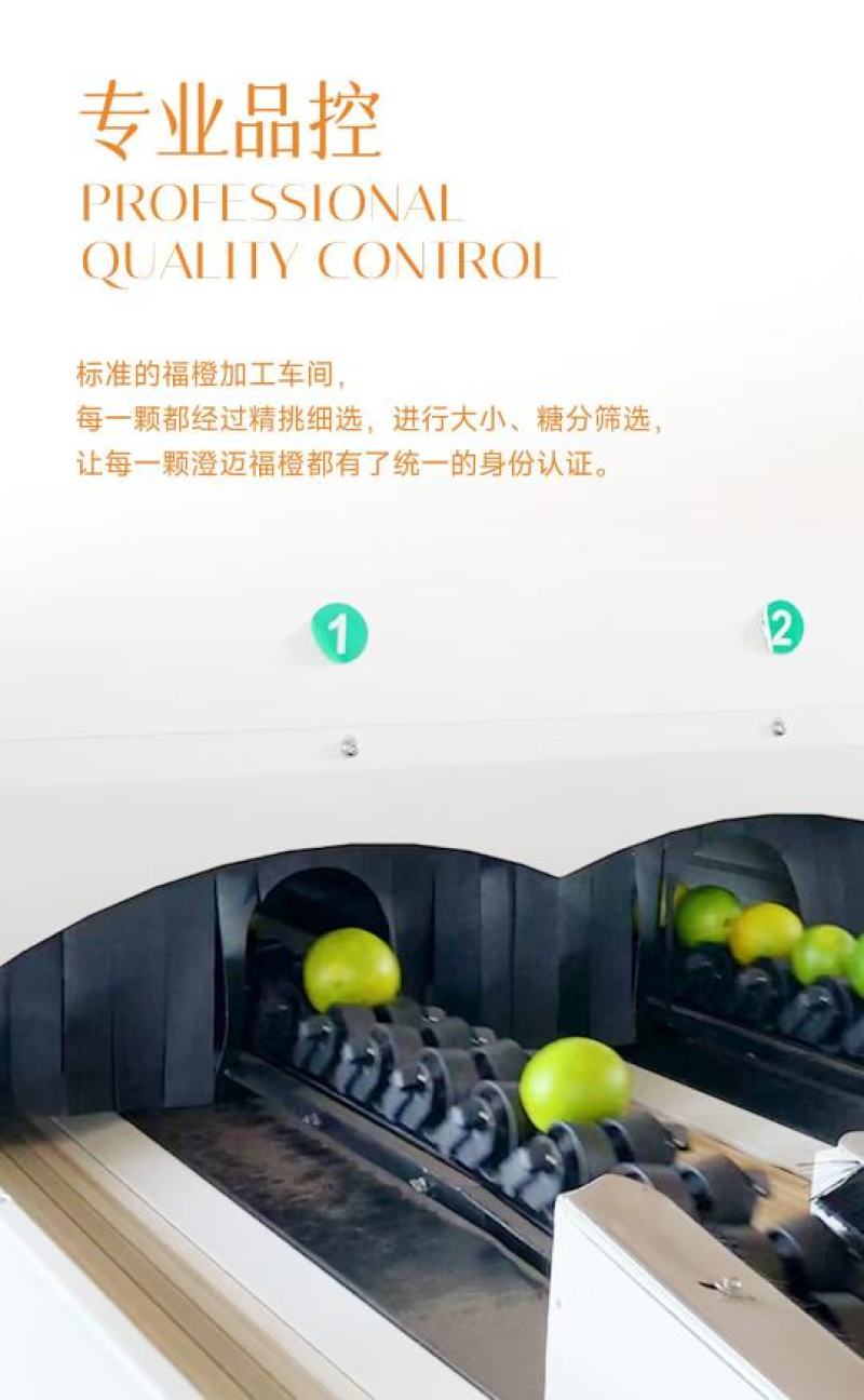 海南澄迈福橙规格多样产地发货一手货源批发全国代发