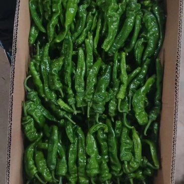 万亩皱皮辣椒基地，大皱皮，货源紧张，量大从优，可视频看货