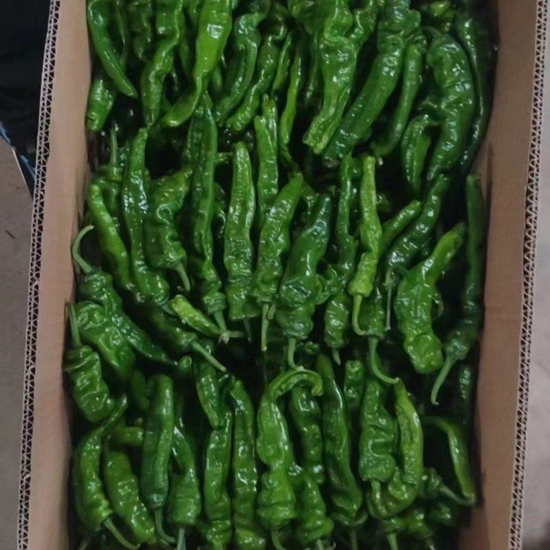 万亩皱皮辣椒基地，大皱皮，货源紧张，量大从优，可视频看货