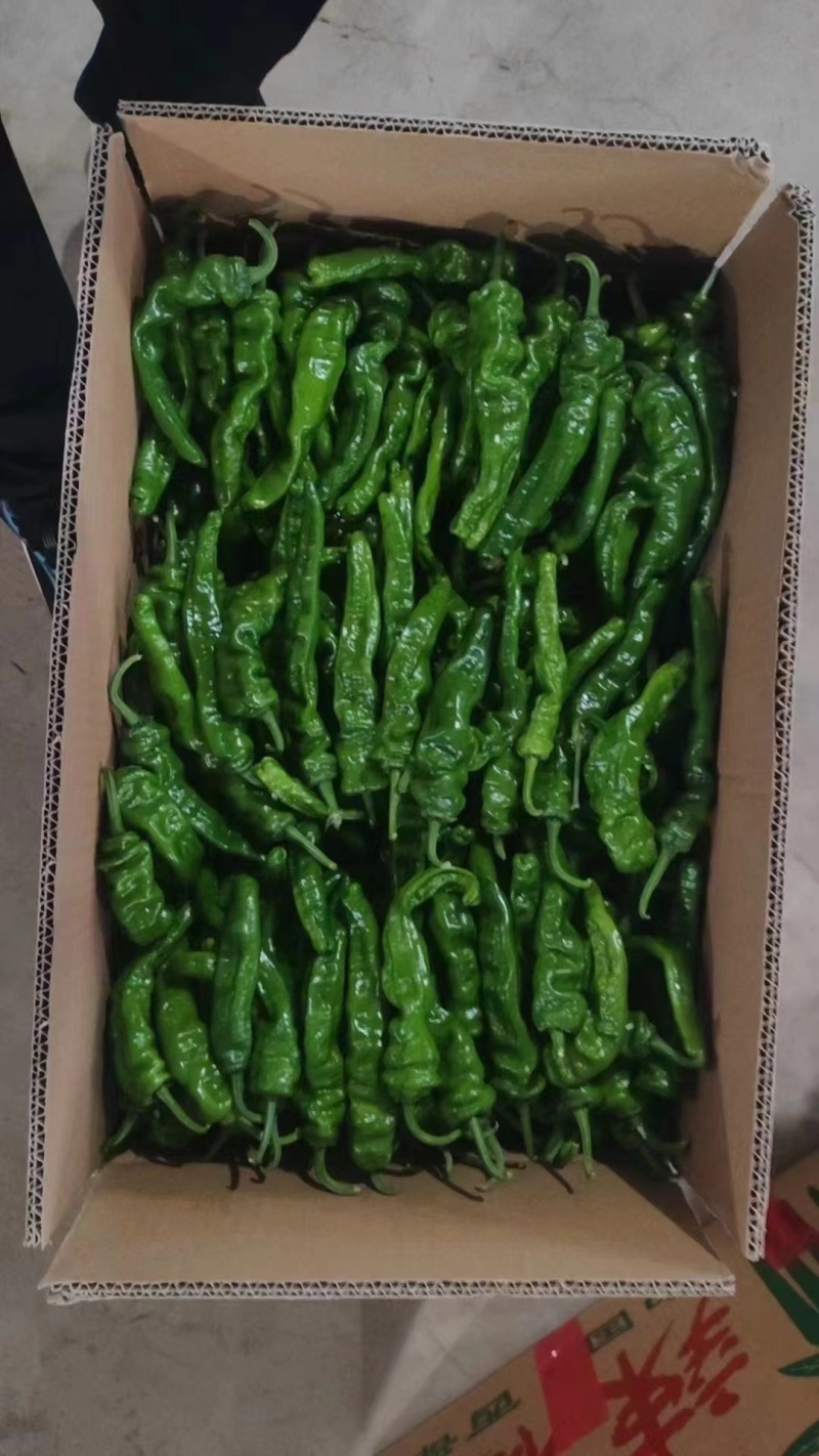 万亩皱皮辣椒基地，大皱皮，货源紧张，量大从优，可视频看货