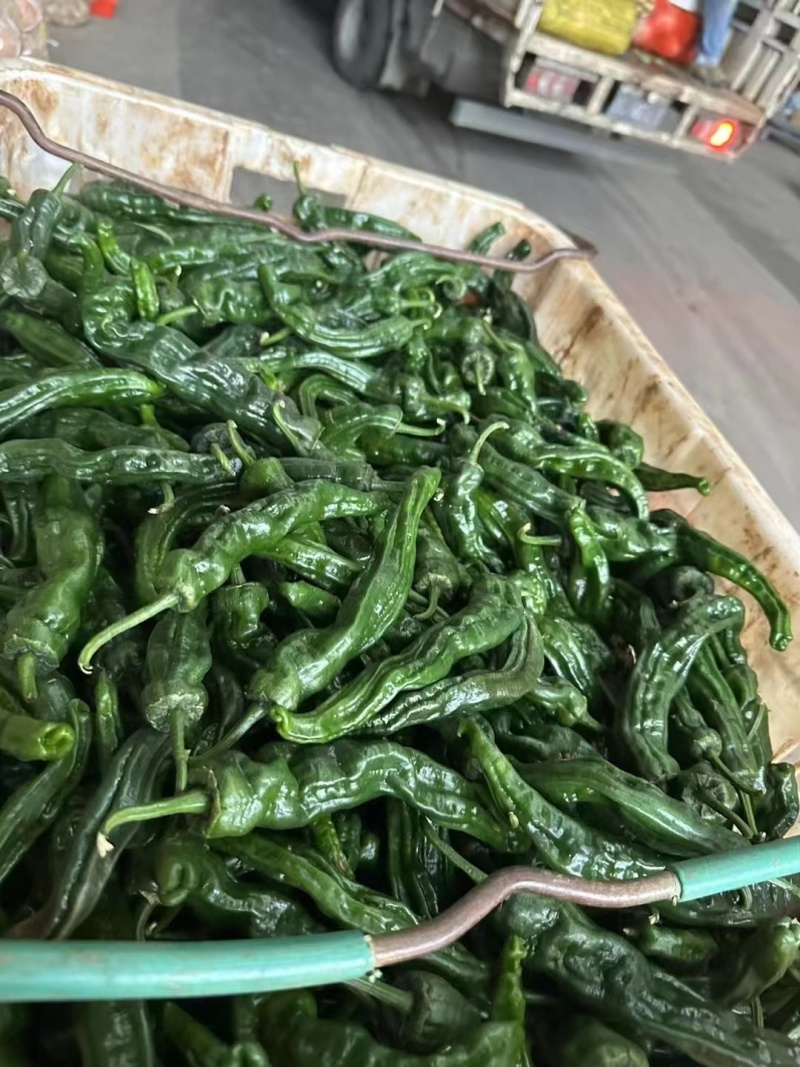 万亩皱皮辣椒基地，大皱皮，货源紧张，量大从优，可视频看货