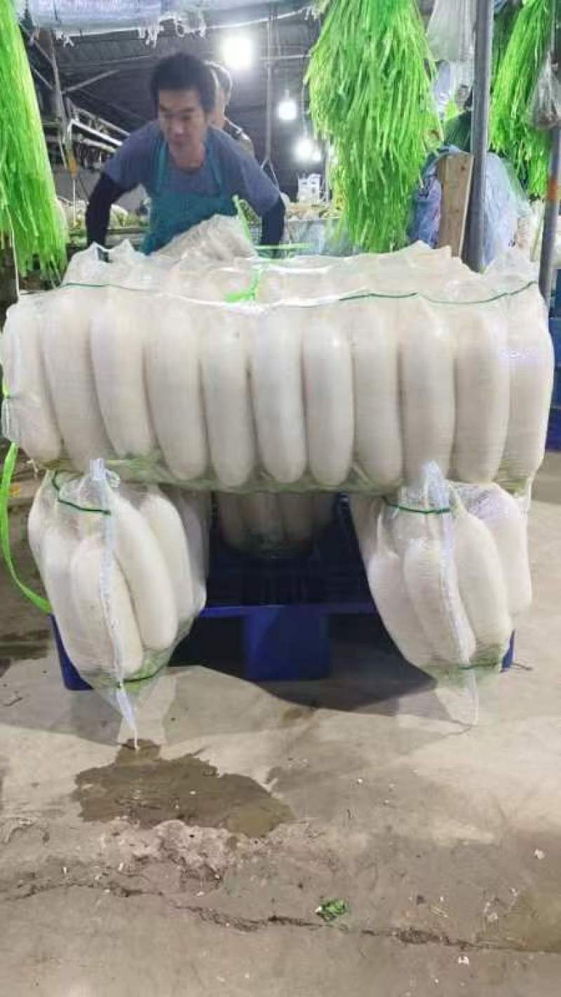 长年供应陕西白萝卜。三排，四排，五排。视频可看货，产地直