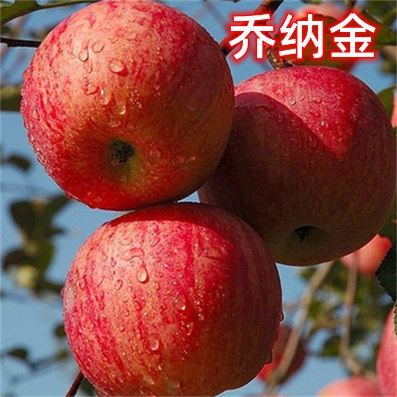 乔纳金苹果现货现发对接全国市场，全网电商，社区团购平台