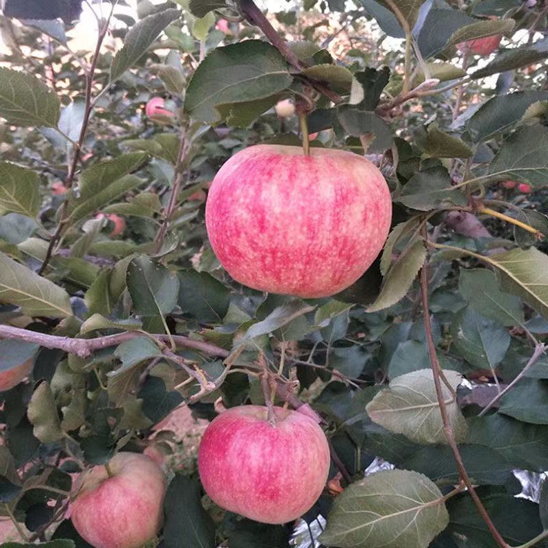 乔纳金苹果现货现发对接全国市场，全网电商，社区团购平台