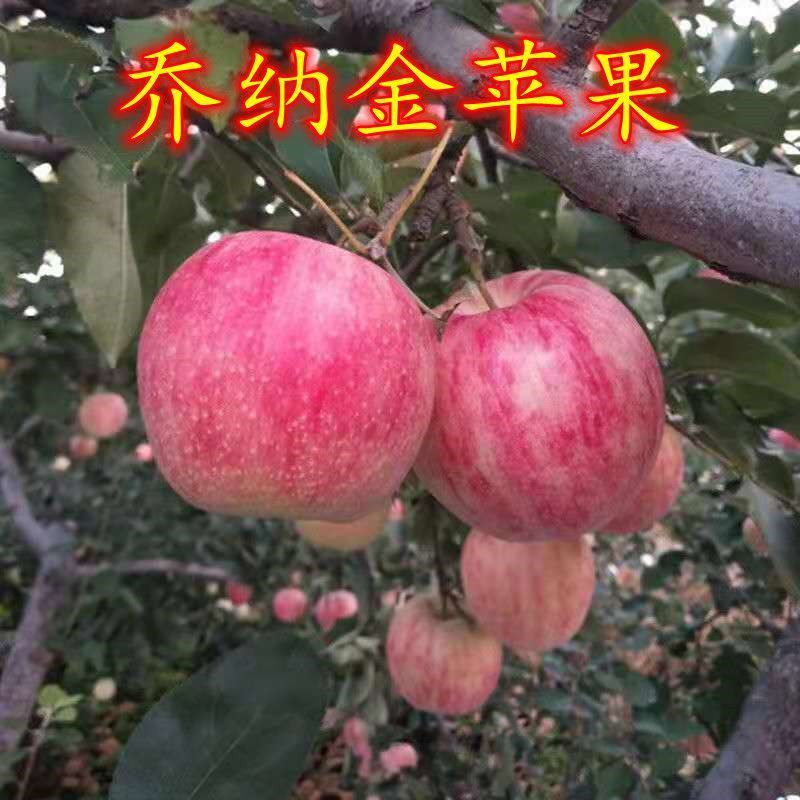 乔纳金苹果现货现发对接全国市场，全网电商，社区团购平台