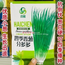 四季香葱种子分多多葱种子优质种籽抗倒伏葱白硬葱叶深