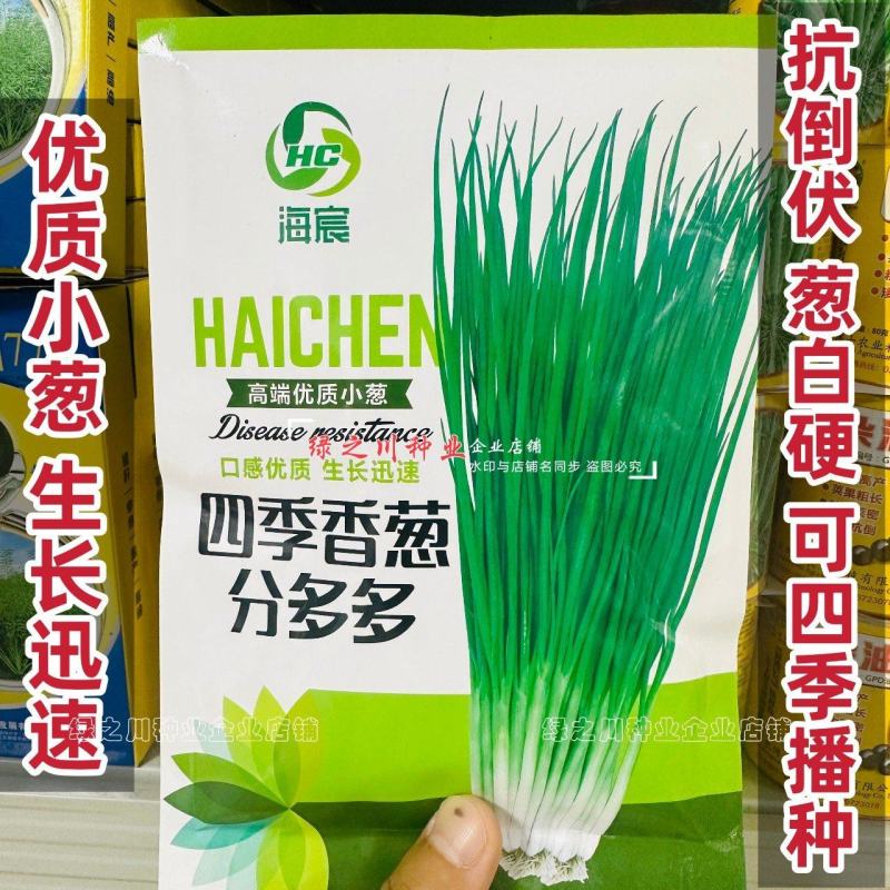 四季香葱种子分多多葱种子优质种籽抗倒伏葱白硬葱叶深