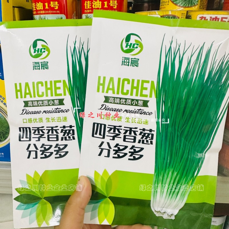 四季香葱种子分多多葱种子优质种籽抗倒伏葱白硬葱叶深
