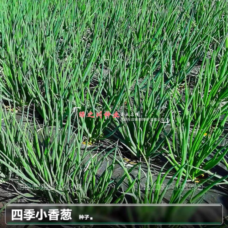 四季香葱种子分多多葱种子优质种籽抗倒伏葱白硬葱叶深