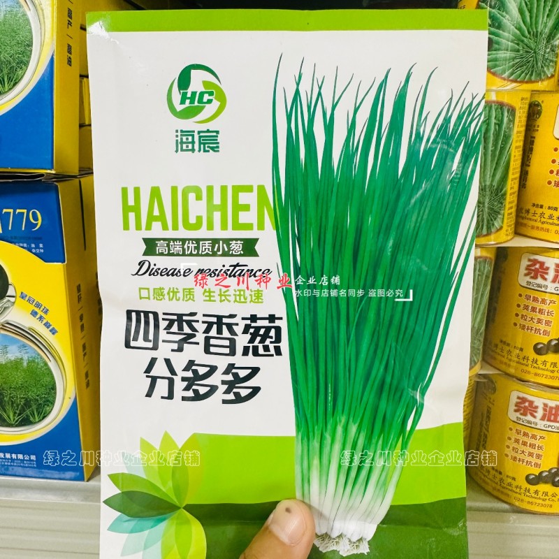 四季香葱种子分多多葱种子优质种籽抗倒伏葱白硬葱叶深