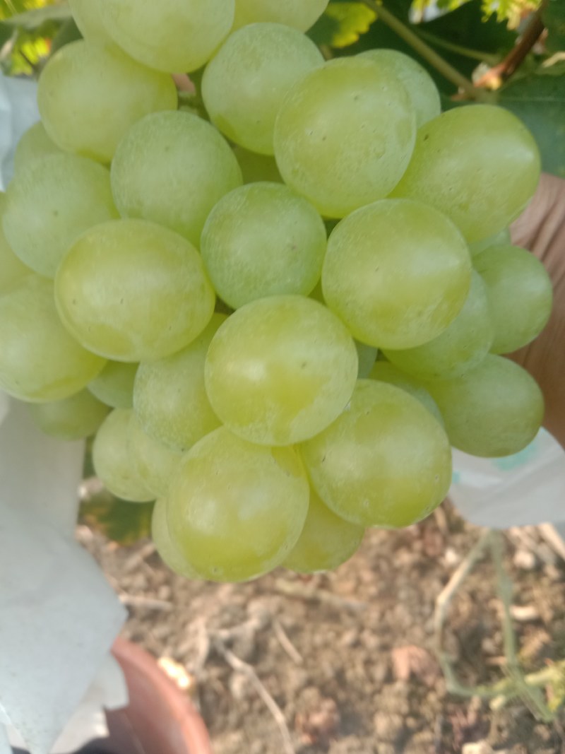 葡萄