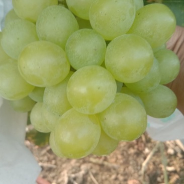 葡萄