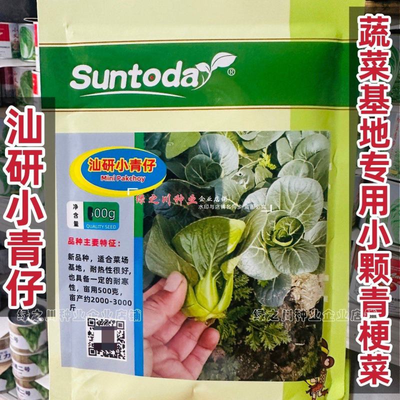 宁夏青菜种子小型上海青小青仔种子软糯清甜小青菜种子小油菜