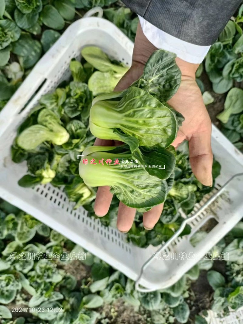 宁夏青菜种子小型上海青小青仔种子软糯清甜小青菜种子小油菜
