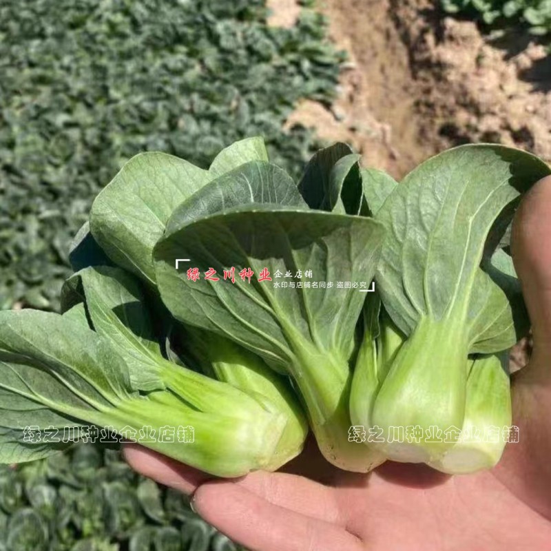宁夏青菜种子小型上海青小青仔种子软糯清甜小青菜种子小油菜