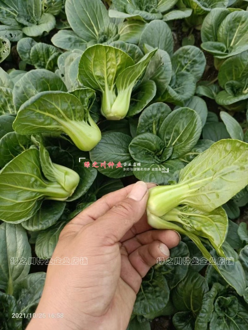 宁夏青菜种子小型上海青小青仔种子软糯清甜小青菜种子小油菜