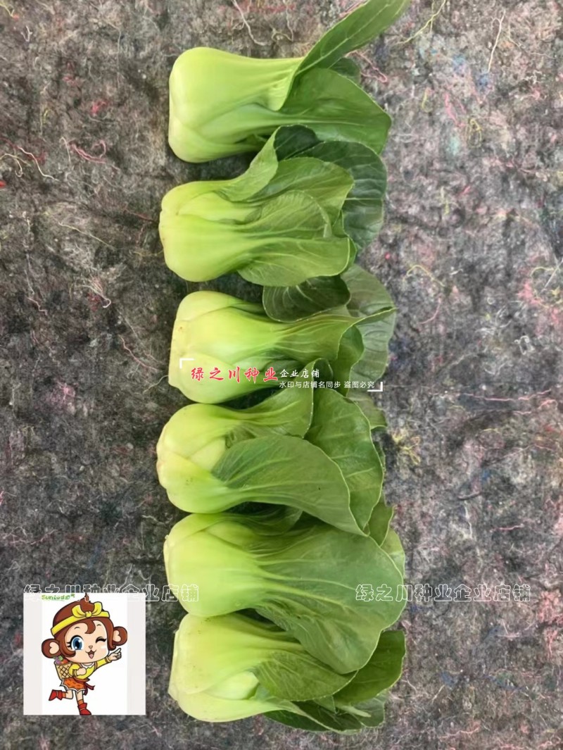 宁夏青菜种子小型上海青小青仔种子软糯清甜小青菜种子小油菜