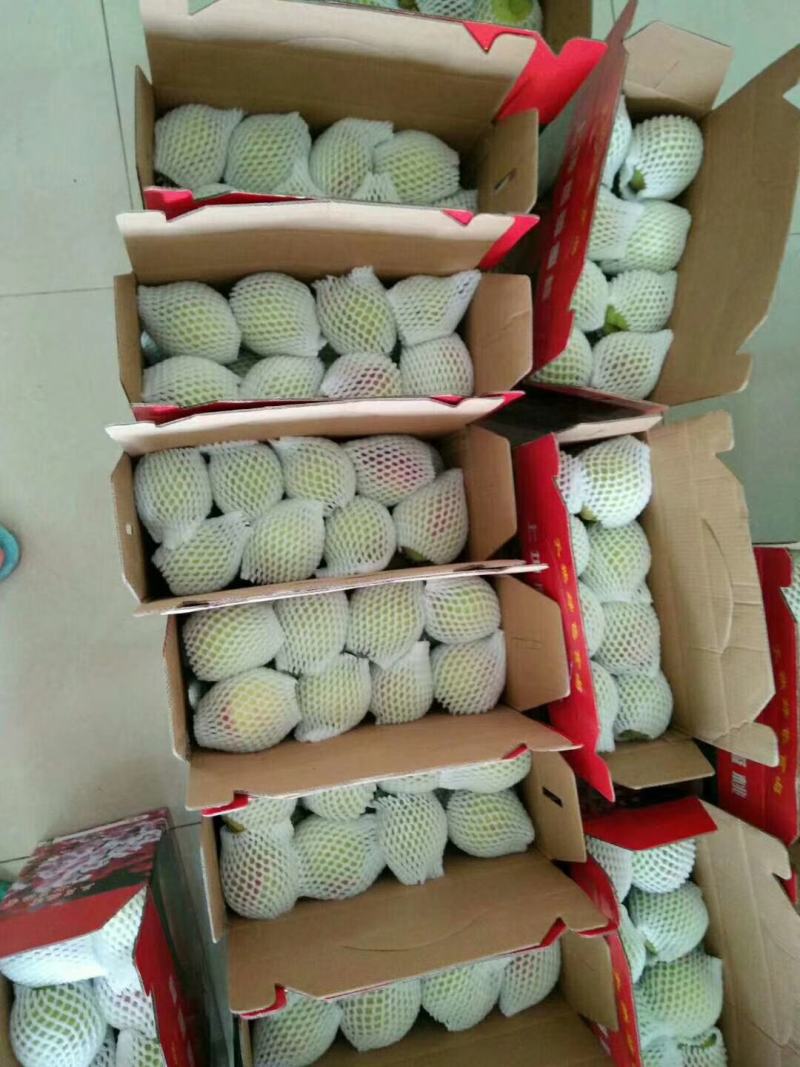 正宗连平上坪嫁接鹰嘴桃苗！