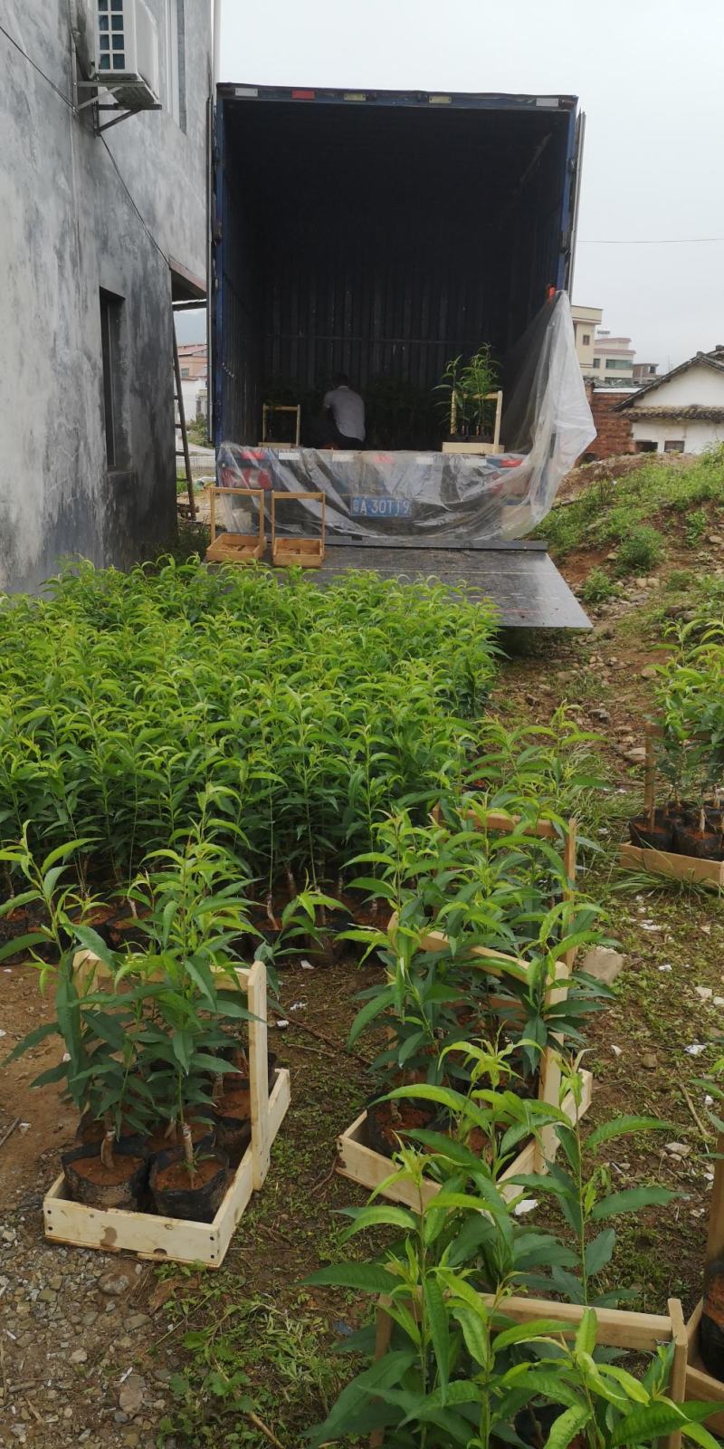 正宗连平上坪嫁接鹰嘴桃苗！