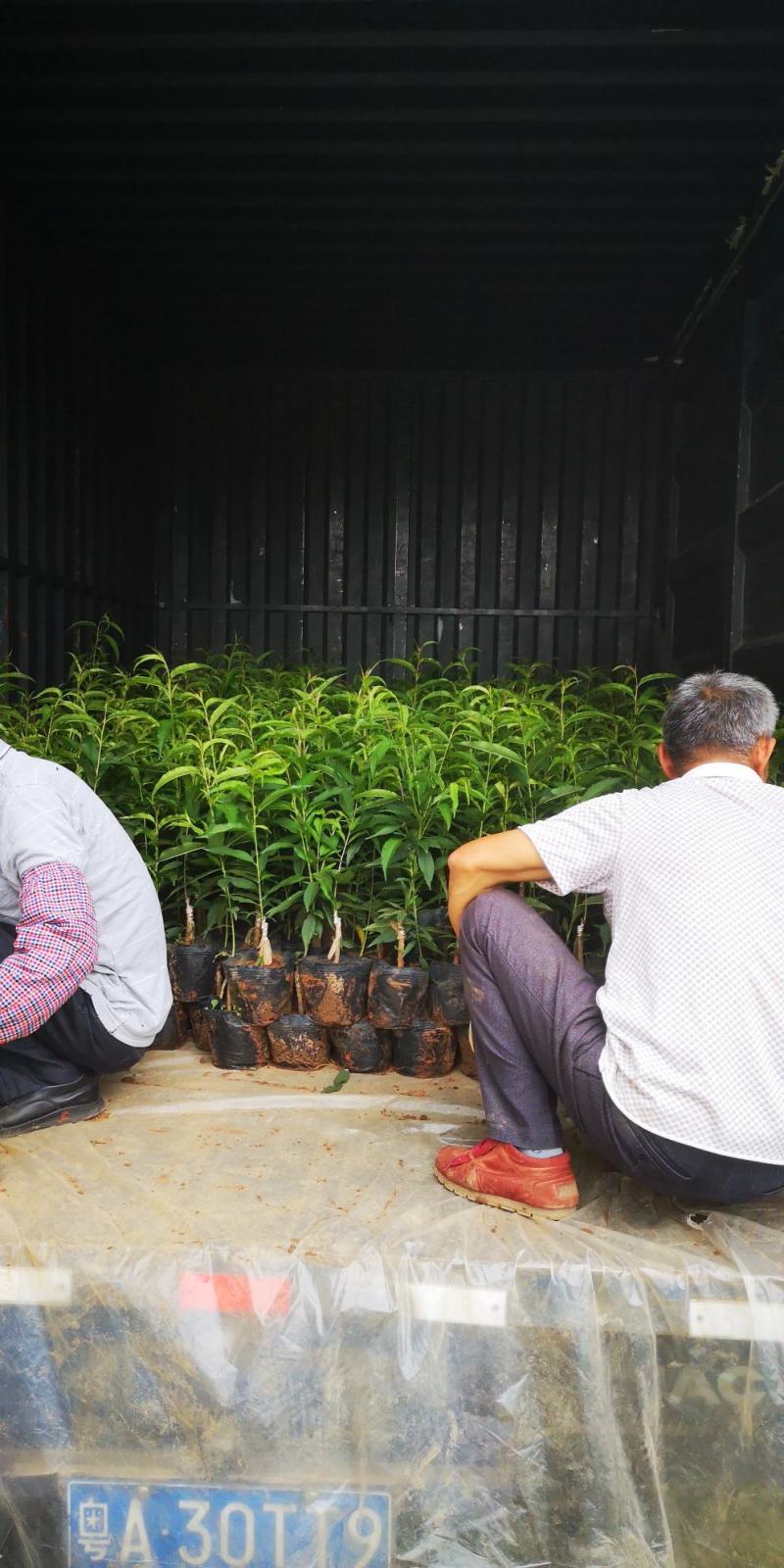 正宗连平上坪嫁接鹰嘴桃苗！