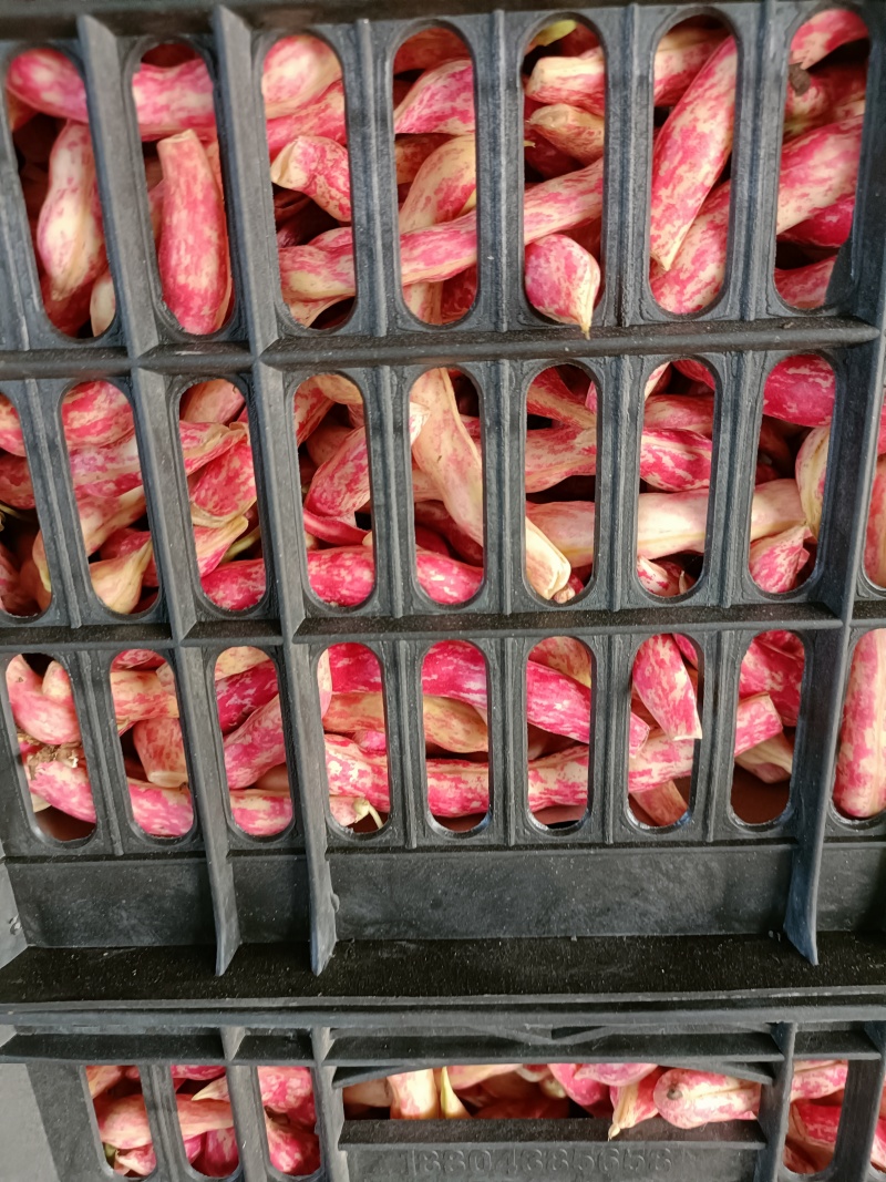 吉林扶余红金勾豆角保质保量量大优惠一手货源