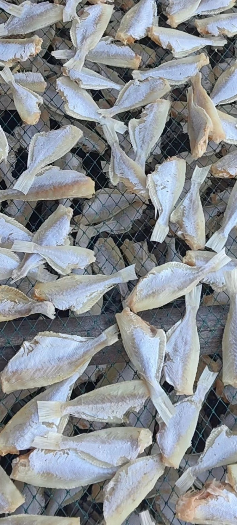 剥皮鱼干地摊电商批发中目肉大目肉鱼干干鱼扒皮鱼干