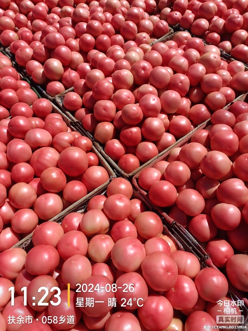 西红柿吉林西红柿东北西红柿硬粉西红柿品质保证价优
