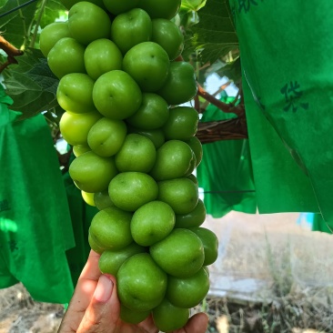阳光玫瑰