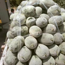 水果冬瓜！产地直发！对接各大电商，市场采购商！欢迎砸单！