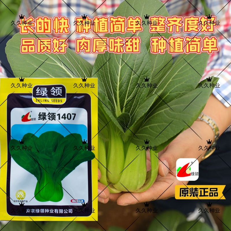 绿领1407青梗菜小油菜种子秋冬季耐热耐湿大田四季播
