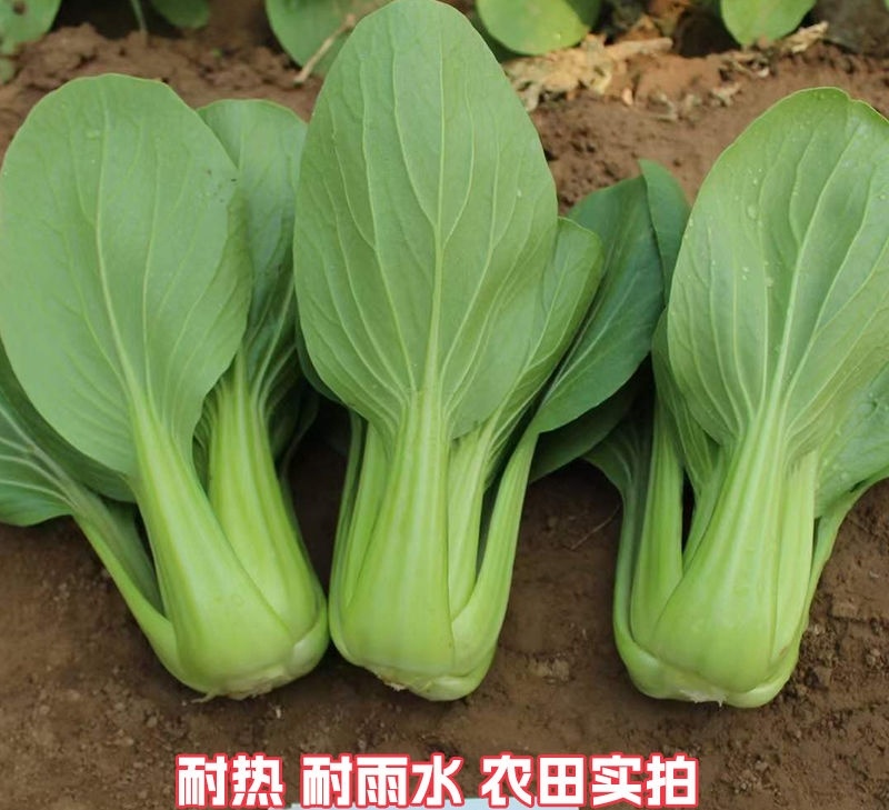 三伏青梗菜种子耐热耐雨水大头束腰上海青四季青菜油菜蔬菜种