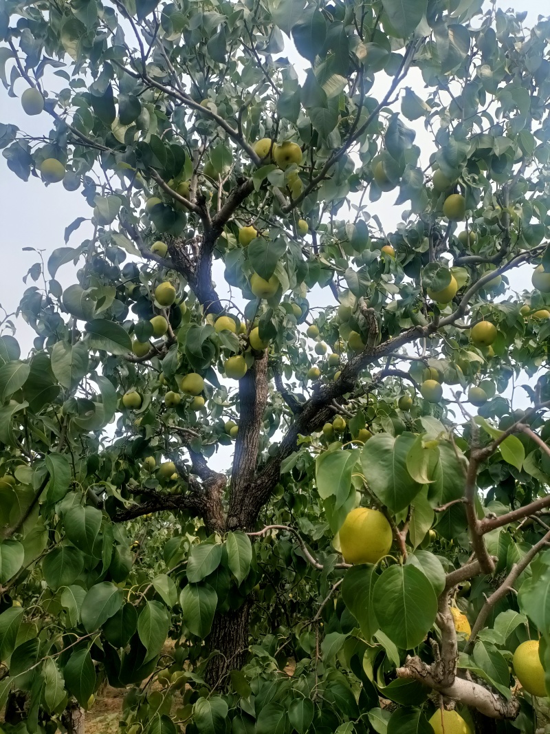 雪花梨很甜，无渣，汁多，不一样的土质产出好梨。