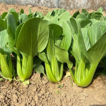 理想三伏青菜种子高产抗热大头束腰青梗菜种籽农家四季蔬菜