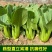理想三伏青菜种子高产抗热大头束腰青梗菜种籽农家四季蔬菜