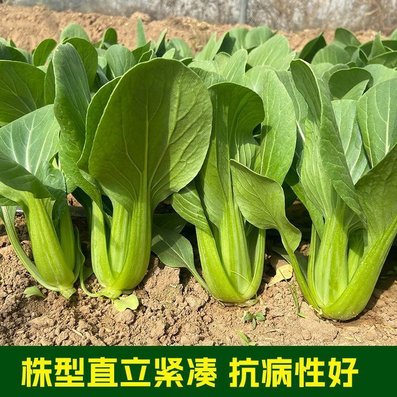 理想三伏青菜种子高产抗热大头束腰青梗菜种籽农家四季蔬菜